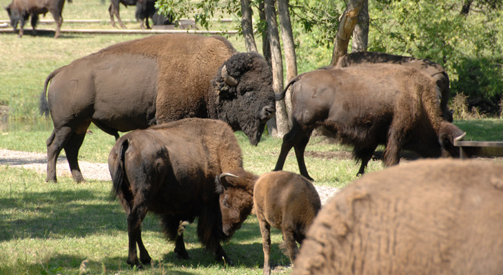 American Buffalo